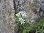 alp_surgonda_17-274.png